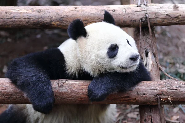 2015 日中国東部の浙江省杭州市に杭州動物園で木製のスタンドにジャイアント パンダを果たしています — ストック写真