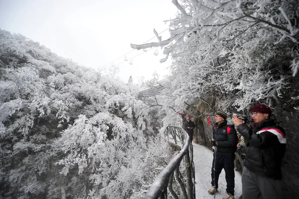 Turisté Fotografie Jinovatka Mechem Obrostlých Stromů Tianmen Mountain Zhangjiajie City — Stock fotografie