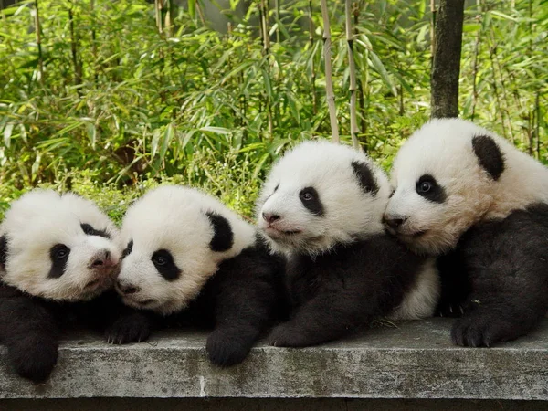 Cachorros Panda Gigantes Juegan Centro Conservación Investigación China Para Panda —  Fotos de Stock