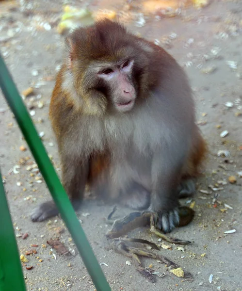 猿王は それは 2014 日東北中国遼寧省瀋陽市瀋陽中山公園動物園で死亡した新生児モンキー カブの乾燥体を保持します — ストック写真