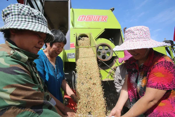 Chinesische Bauern Ernten Weizen Auf Einem Feld Dorf Shuidao Stadt — Stockfoto