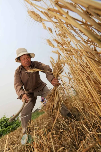 Contadino Cinese Raccoglie Grano Campo Nel Villaggio Xingyuan Città Huaibei — Foto Stock