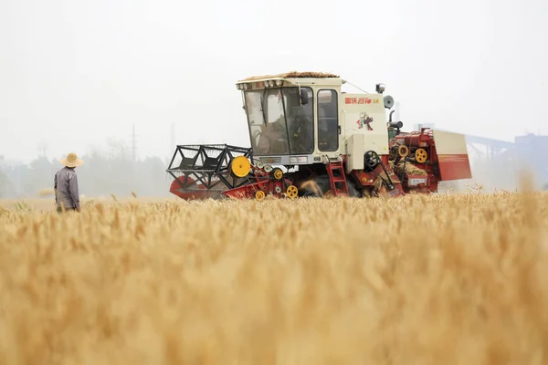 Китайский Фермер Водит Машину Сбора Урожая Пшеницы Поле Деревне Синъюань — стоковое фото