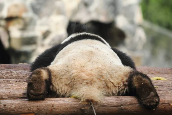 Гигантская Панда Спит Деревянном Стенде Зоопарке Ханчжоу Городе Ханчжоу Провинция — стоковое фото