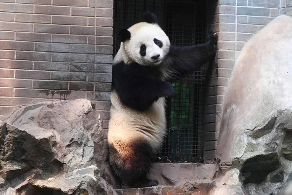 Gemelo Panda Gigante Está Parado Una Piedra Zoológico Hangzhou Ciudad —  Fotos de Stock