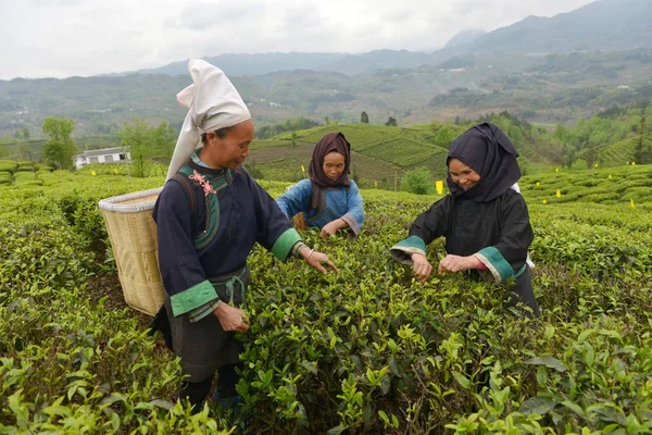 Chinese Farmers Buyi Ethnic Minority Harvest Tea Leaves Tea Plantation — Stock Photo, Image