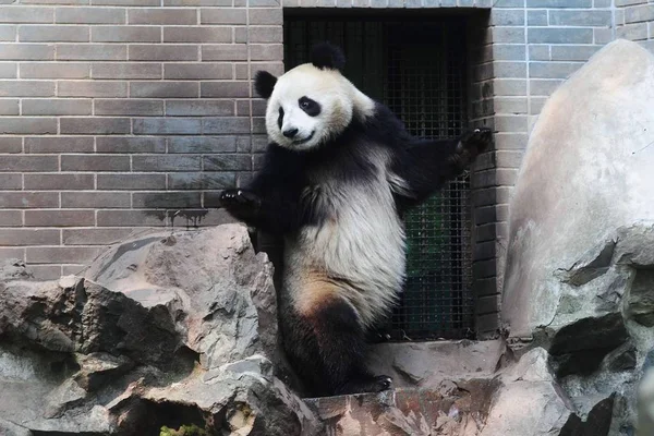 Giant Panda Twin Stands Stone Hangzhou Zoo Hangzhou City East — Stock Photo, Image