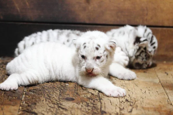 Dos Los Tres Cachorros Tigre Blanco Recién Nacidos Descansan Hangzhou —  Fotos de Stock