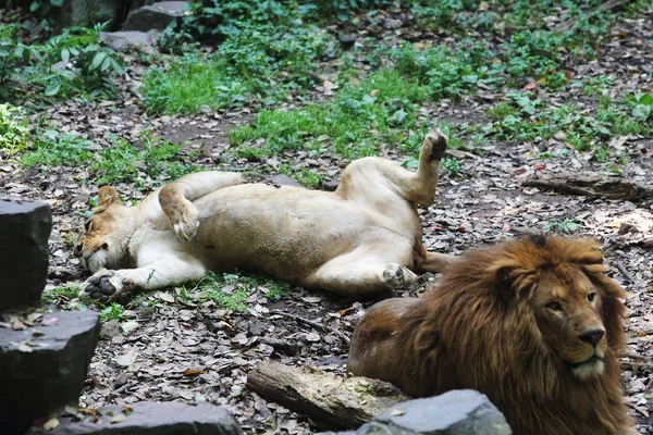 A female African lion and a male lion rest on the ground at the Hangzhou Zoo in Hangzhou city, east Chinas Zhejiang province, 14 April 2014.