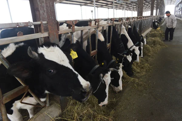 Trabalhador Chinês Examina Vacas Uma Fazenda Laticínios Cidade Changshan Condado — Fotografia de Stock