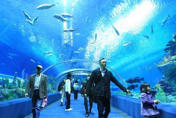 2014年1月28日 中国广东省珠海市横琴新区奇美龙海洋王国 游客参观世界上最大的水族馆 — 图库照片