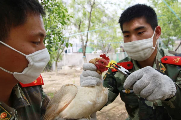 Chinese Paramilitary Policeman Puts Plastic Eyeglasses Beak Chicken Chicken Farm — Stock Photo, Image