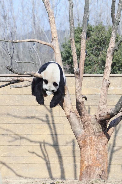 歳女性巨大パンド李李は 元旦に 2014 東中国浙江省杭州市に杭州サファリ公園で木に日差しを楽しみながら首を吊った — ストック写真