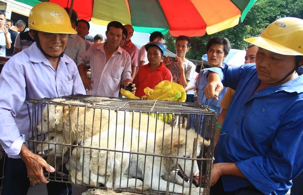 Activistas Por Los Derechos Los Animales Llevan Perros Que Compraron — Foto de Stock