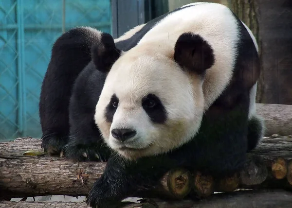 Giant Panda Wang Opiera Się Drewniany Stojak Zoo Mieście Yichang — Zdjęcie stockowe