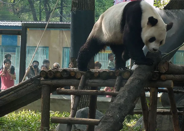 Panda Gigante Wang Joga Estande Madeira Zoológico Cidade Yichang Província — Fotografia de Stock