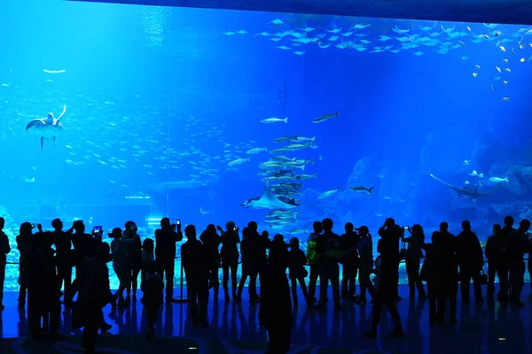 2014年1月28日 在中国广东省珠海市横琴新区的奇美龙海洋王国 游客在世界上最大的水族馆里观看鱼和海龟游泳 — 图库照片