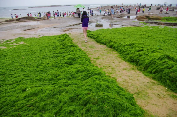 Algas Verdes Cubren Una Playa Ciudad Rizhao Este Provincia Chinas — Foto de Stock