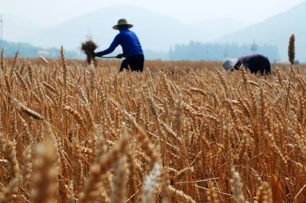 2014년 20일 산둥성 자오좡시의 밭에서 수확하는 — 스톡 사진