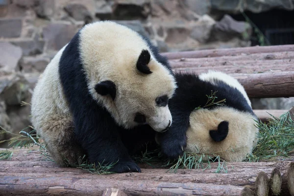 Giant Panda Δίδυμα Chengda Και Chengxiao Παίζουν Άλλο Στο Hangzhou — Φωτογραφία Αρχείου