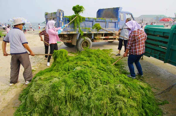 Chinesische Arbeiter Laden Grünalgen Einem Badeort Der Stadt Rizhao Der — Stockfoto