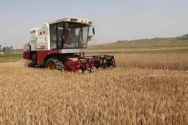 Chinese Farmer Drives Reaping Machine Harvest Wheat Field Douhongshuang Village — Stock Photo, Image