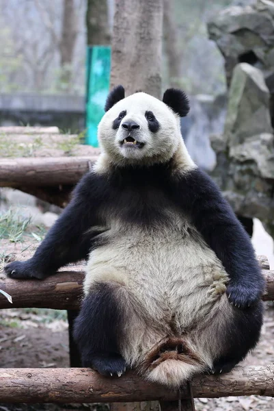 Гигантская Панда Сидит Деревянном Стенде Зоопарке Ханчжоу Городе Ханчжоу Провинция — стоковое фото