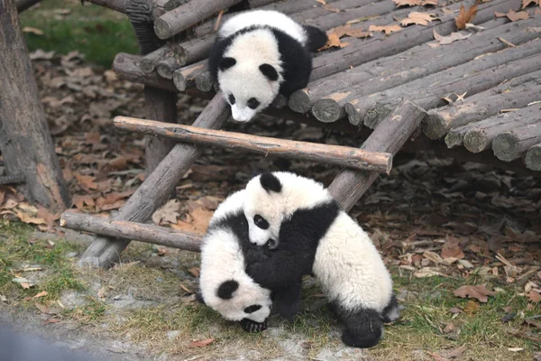 Giant Panda Cubs Play Outdoors Ahead Chinese Lunar New Year — Stock Photo, Image