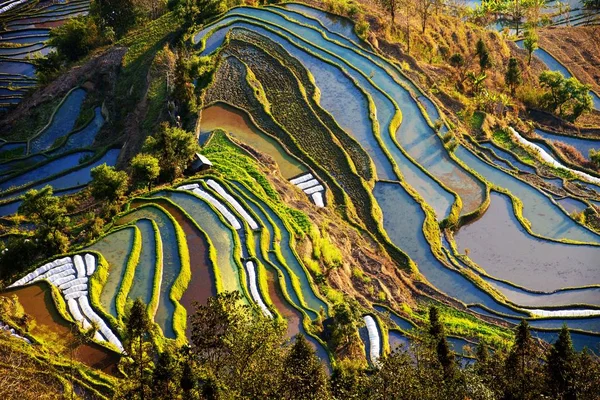 Paisagem Dos Terraços Arroz Yuanyang Condado Yuanyang Honghe Hani Prefeitura — Fotografia de Stock