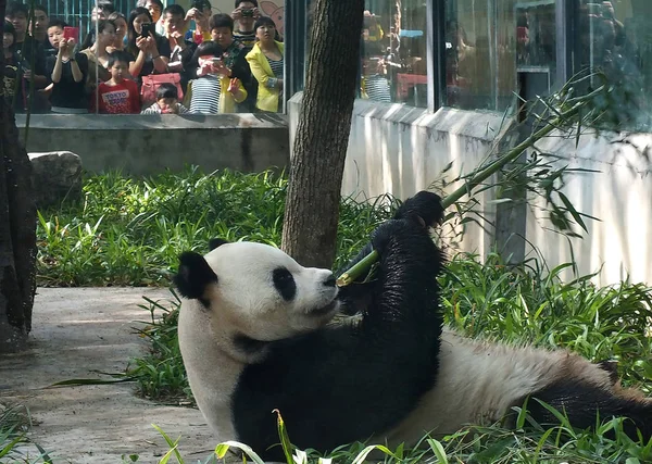 Туристы Смотрят Гигантская Панда Ван Ест Бамбуки Зоопарке Городе Ичан — стоковое фото