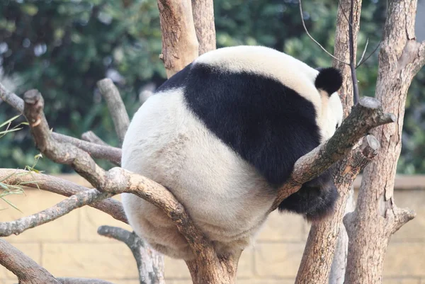 Der Riesenpanda Genießt Die Sonne Auf Einem Baum Hangzhou Safaripark — Stockfoto