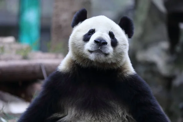 Obří Panda Sedí Dřevěný Stojan Hangzhou Zoo Hangzhou City Provincie — Stock fotografie