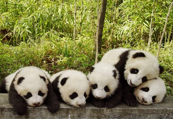 File Junge Des Großen Pandas Spielen Chinesischen Naturschutz Und Forschungszentrum — Stockfoto