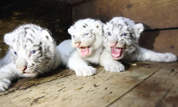 Tres Cachorros Tigre Blanco Recién Nacidos Rugen Hangzhou Safari Park —  Fotos de Stock