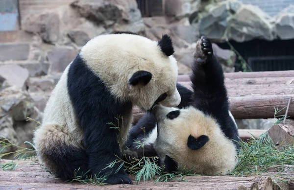 Gemelos Panda Gigantes Chengda Chengxiao Juegan Entre Zoológico Hangzhou Ciudad — Foto de Stock