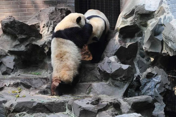 Giant Panda Δίδυμα Chengda Και Chengxiao Παίζουν Μαζί Στο Ζωολογικό — Φωτογραφία Αρχείου