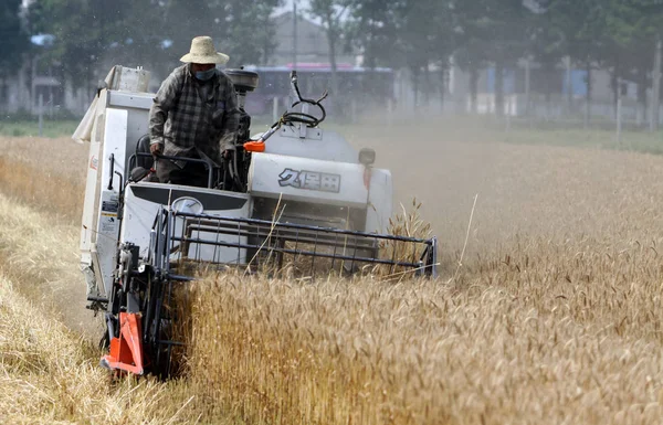 Agricultor Chino Conduce Una Máquina Segadora Para Cosechar Trigo Campo —  Fotos de Stock