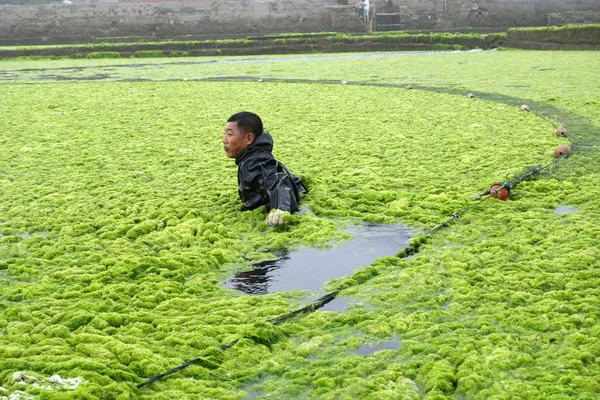 Ein Chinesischer Aquakulturmeister Versucht Massive Grünalgen Beseitigen Die Auf Dem — Stockfoto