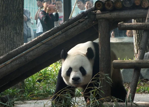 2014年5月1日 中国湖北省宜昌市一家动物园的大熊猫习王走在一个木架下 — 图库照片