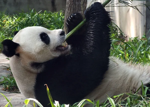 Panda Géant Wang Mange Des Bambous Dans Zoo Ville Yichang — Photo