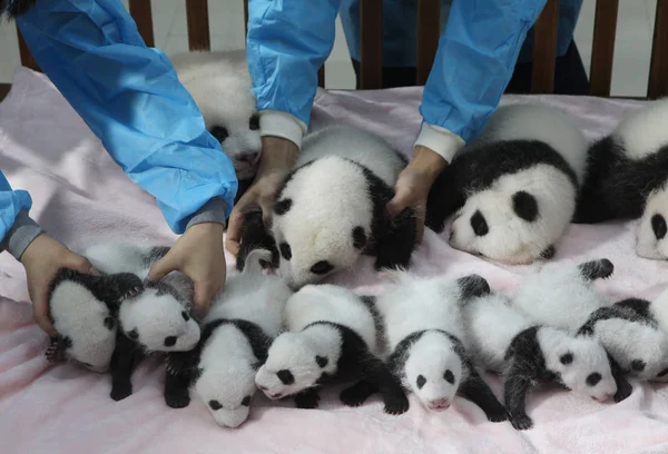 Китайские Работники Разместили Четырнадцать Гигантских Детенышей Панды Кроватке Научно Исследовательской — стоковое фото