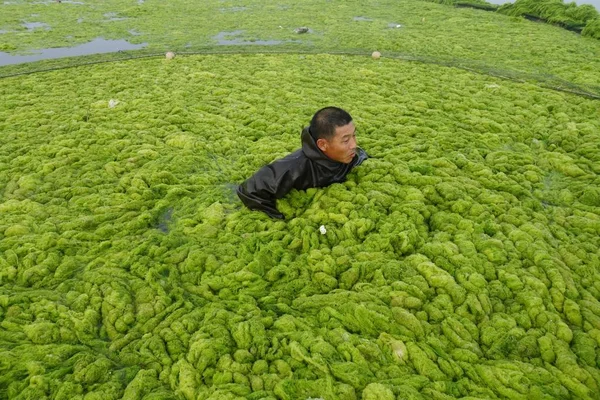 Ein Chinesischer Aquakulturmeister Versucht Massive Grünalgen Beseitigen Die Auf Dem — Stockfoto