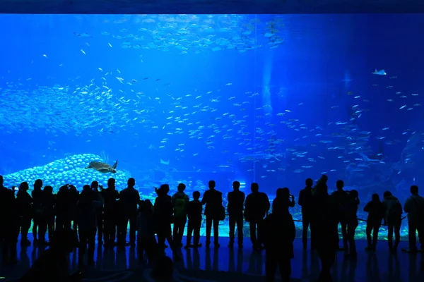 Turistas Visitam Maior Aquário Mundo Chimelong Ocean Kingdom Maior Parque — Fotografia de Stock