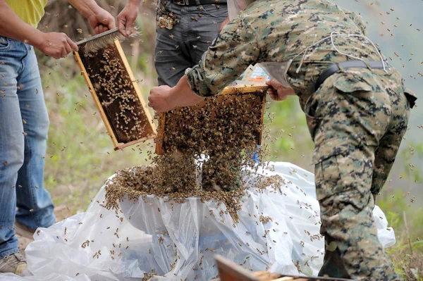 Chinesische Imker Lassen Bienen Frei Den Körper Der Jährigen Ping — Stockfoto