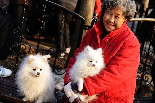 Starsza Chińska Kobieta Pozuje Jej Psów Domowych Ponieważ Cieszą Się — Zdjęcie stockowe