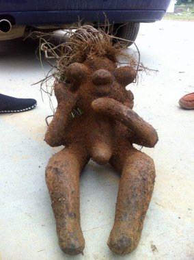 A male shaped fleece flower root, also known as ho shou wu or fo-ti is pictured in Dean county, Jiujiang city, east Chinas Jiangxi province, 7 May 2013 clipart