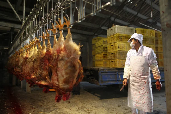 Chinese Worker Slaughters Chickens Poultry Slaughterhouse Pudong Shanghai China April — Stock Photo, Image