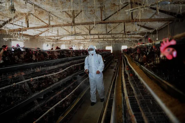 안후이성 창펑현에서 H7N9 바이러스에 보호복을 센터의 노동자가 농장을 소독하고 — 스톡 사진
