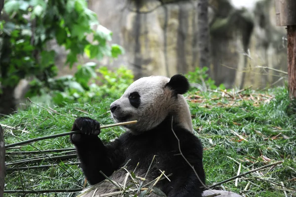 Ein Riesiger Panda Frisst Bambus Einem Zoo Dujiangyan Südwestchinas Sichuan — Stockfoto