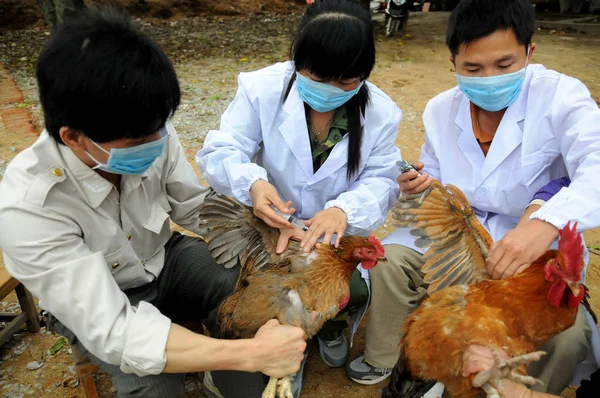 Kinesiska Tekniker För Den Lokala Animal Epidemiska Sjukdomsförebyggande Och Kontrollcenter — Stockfoto